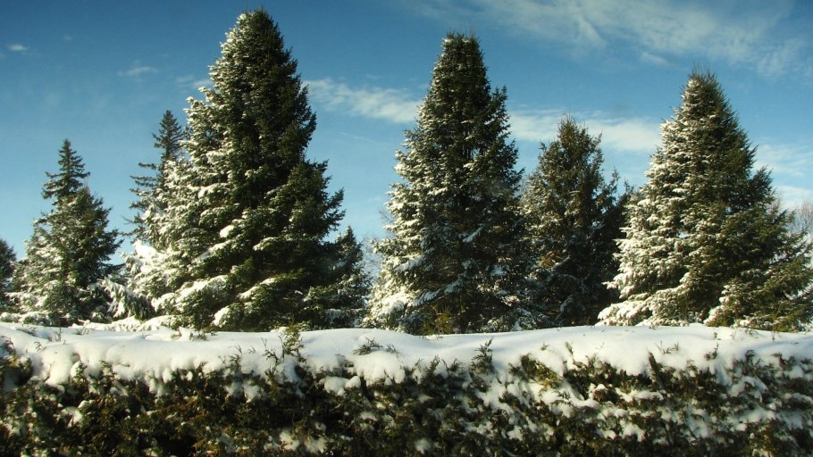 Хвойные деревья зимой