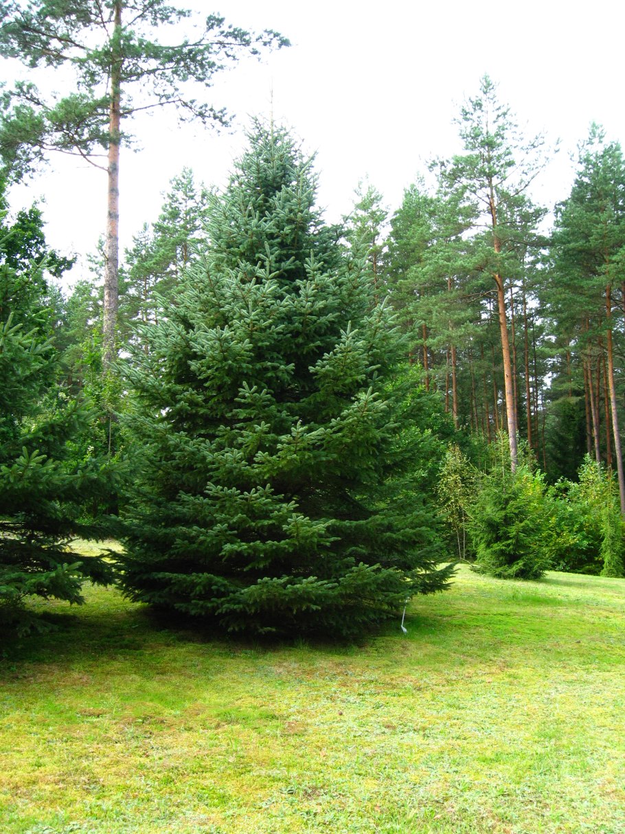 Елочка в лесу летом