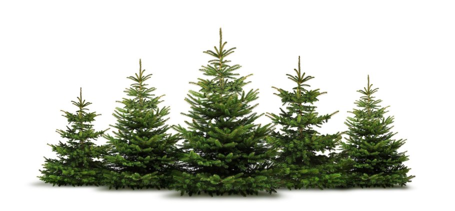 Пихта на белом фоне