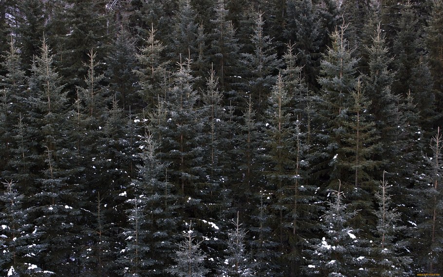 Лес верхушки деревьев