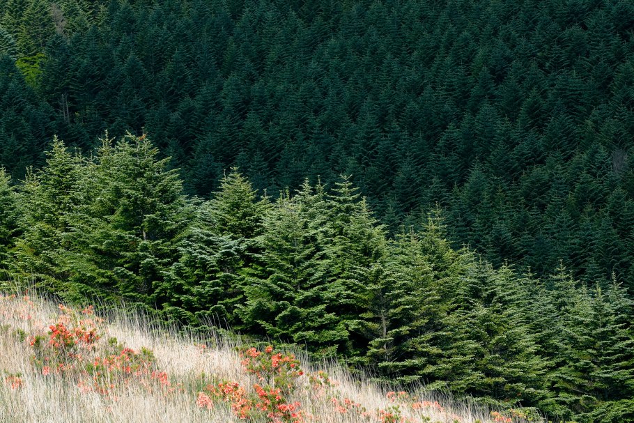 Италия еловый лес