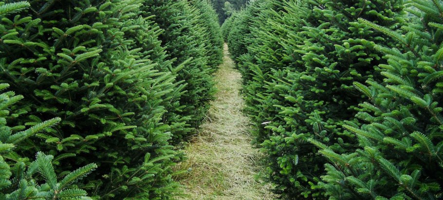 Ель Фрейзера