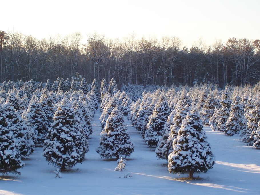 Рубка новогодних елок