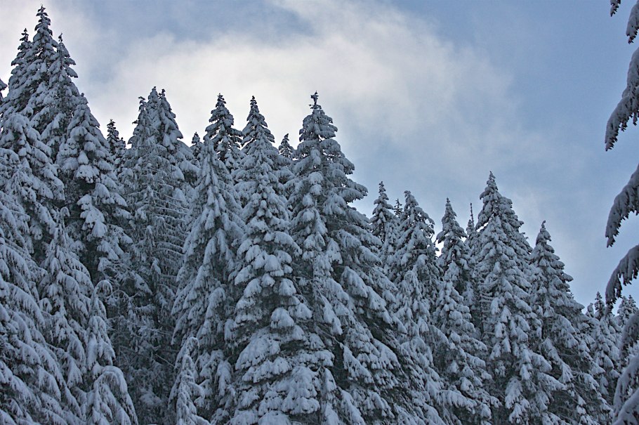 Ель на севере