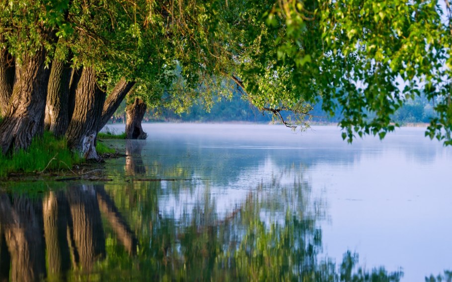 Дерево на берегу реки