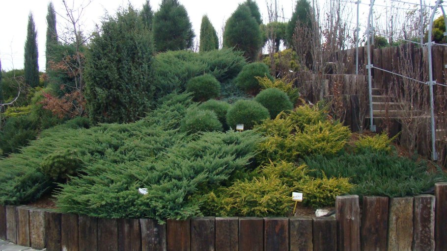 Миксбордер с туей Смарагд