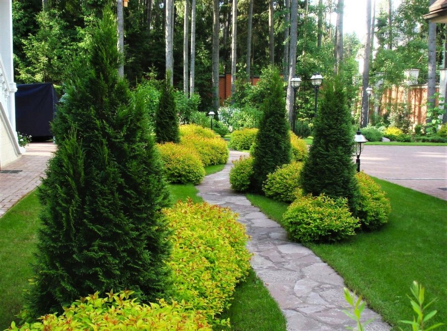 Хвойники на штамбе