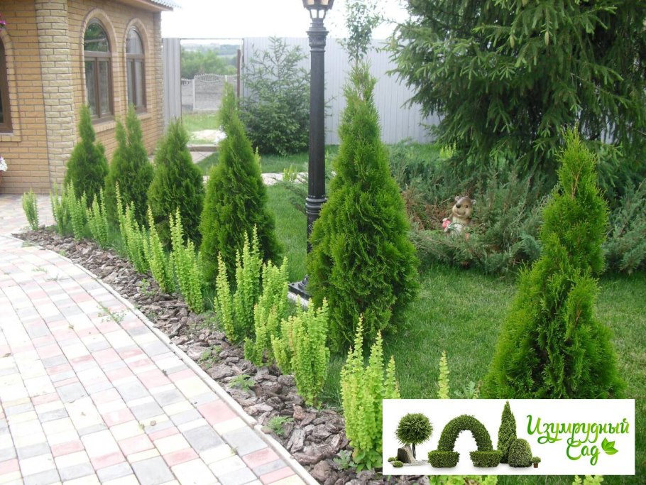 Дерен и Хоста