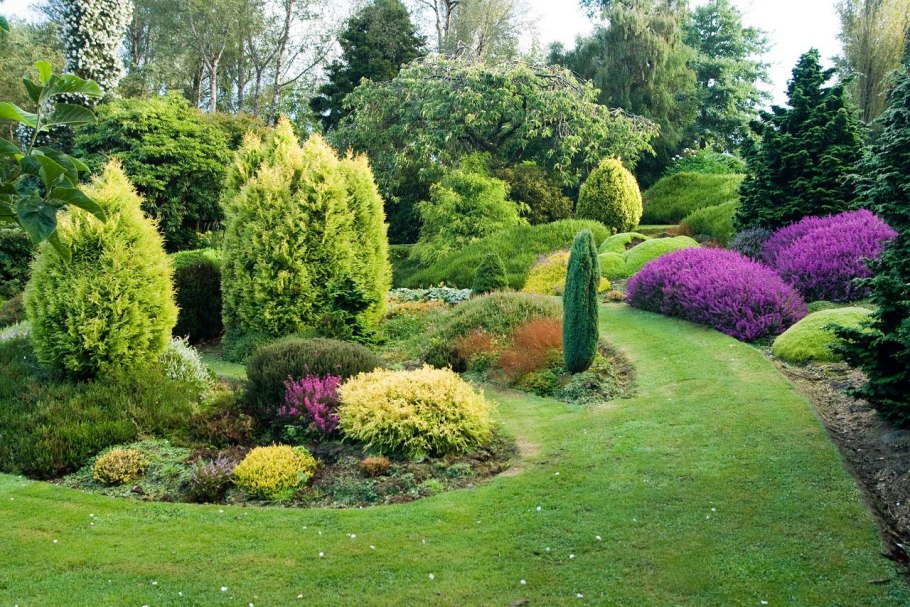 Сосна Горная Живая изгородь