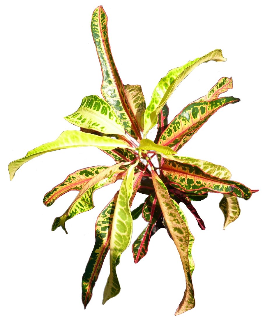 Кодиеум Пиноккио