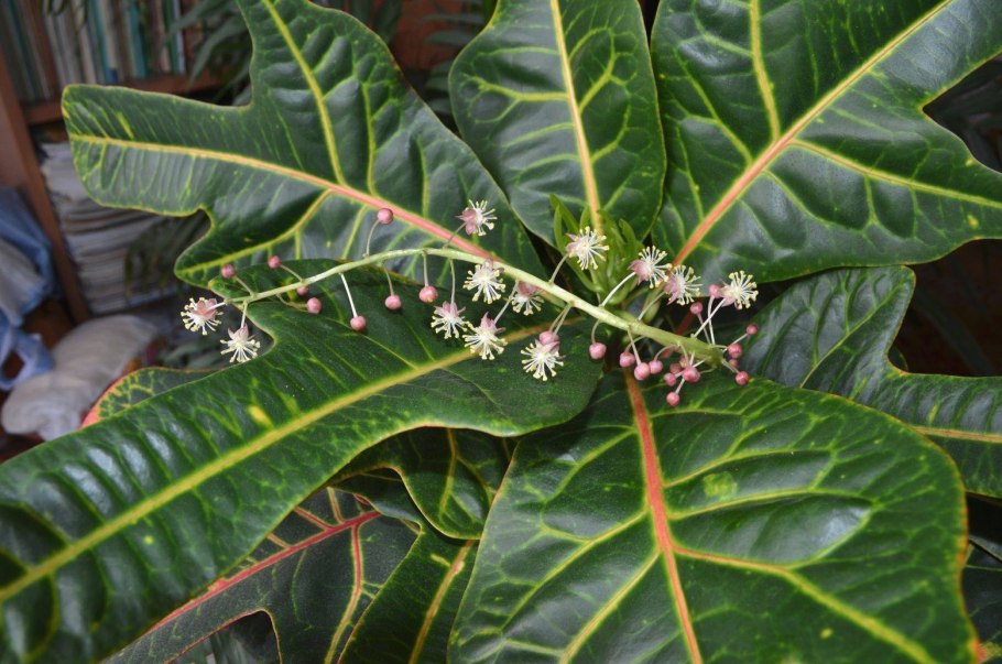 Кротон и Диффенбахия