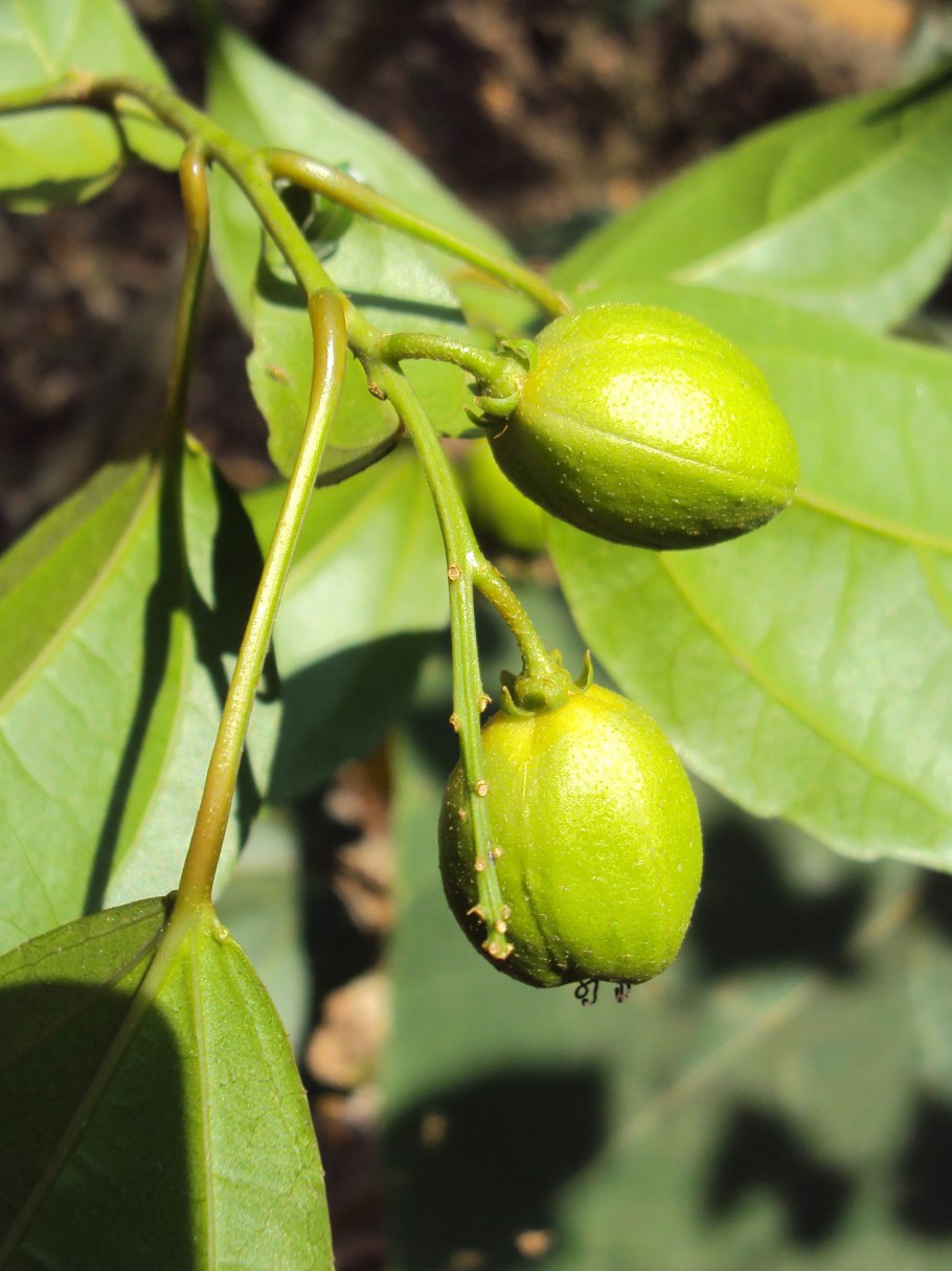 Кротон тиглиум растение