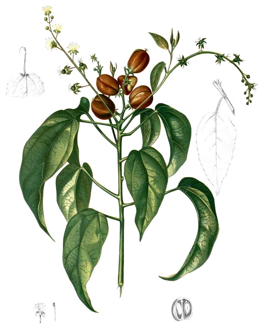 Croton eluteria