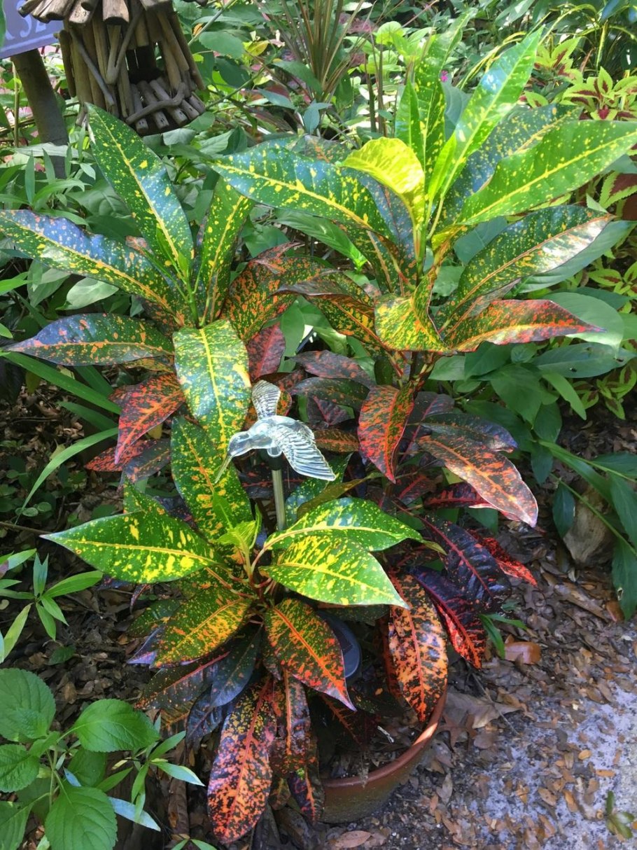 Кодиеум Голдфингер