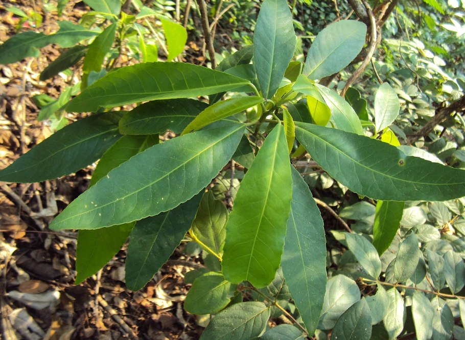 Кротон тиглиум растение