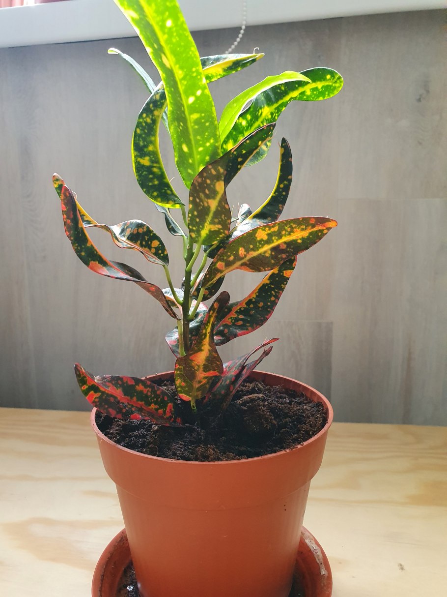 Croton verreauxii