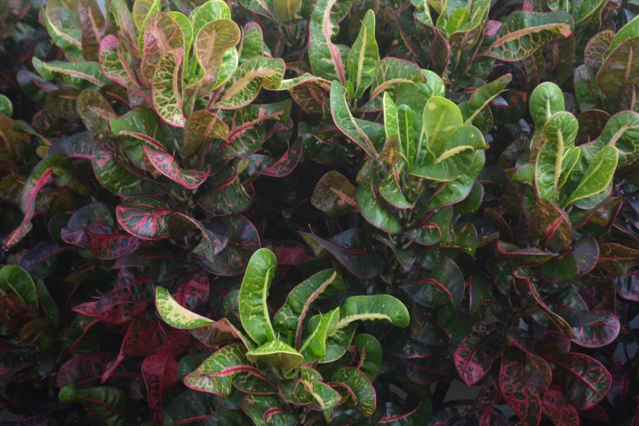 Голд Мун Кротон