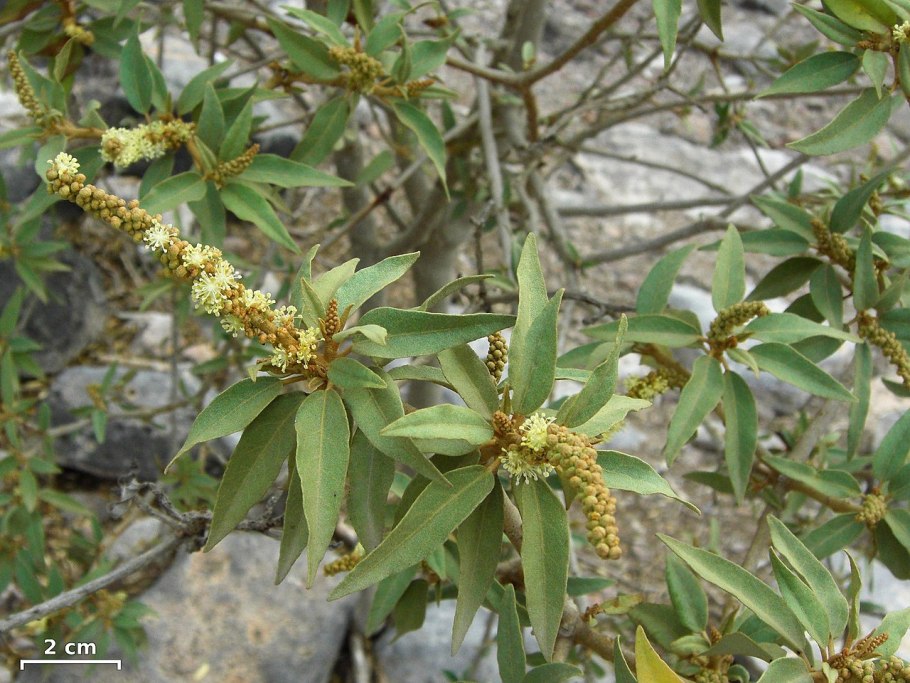 Хинное дерево плоды