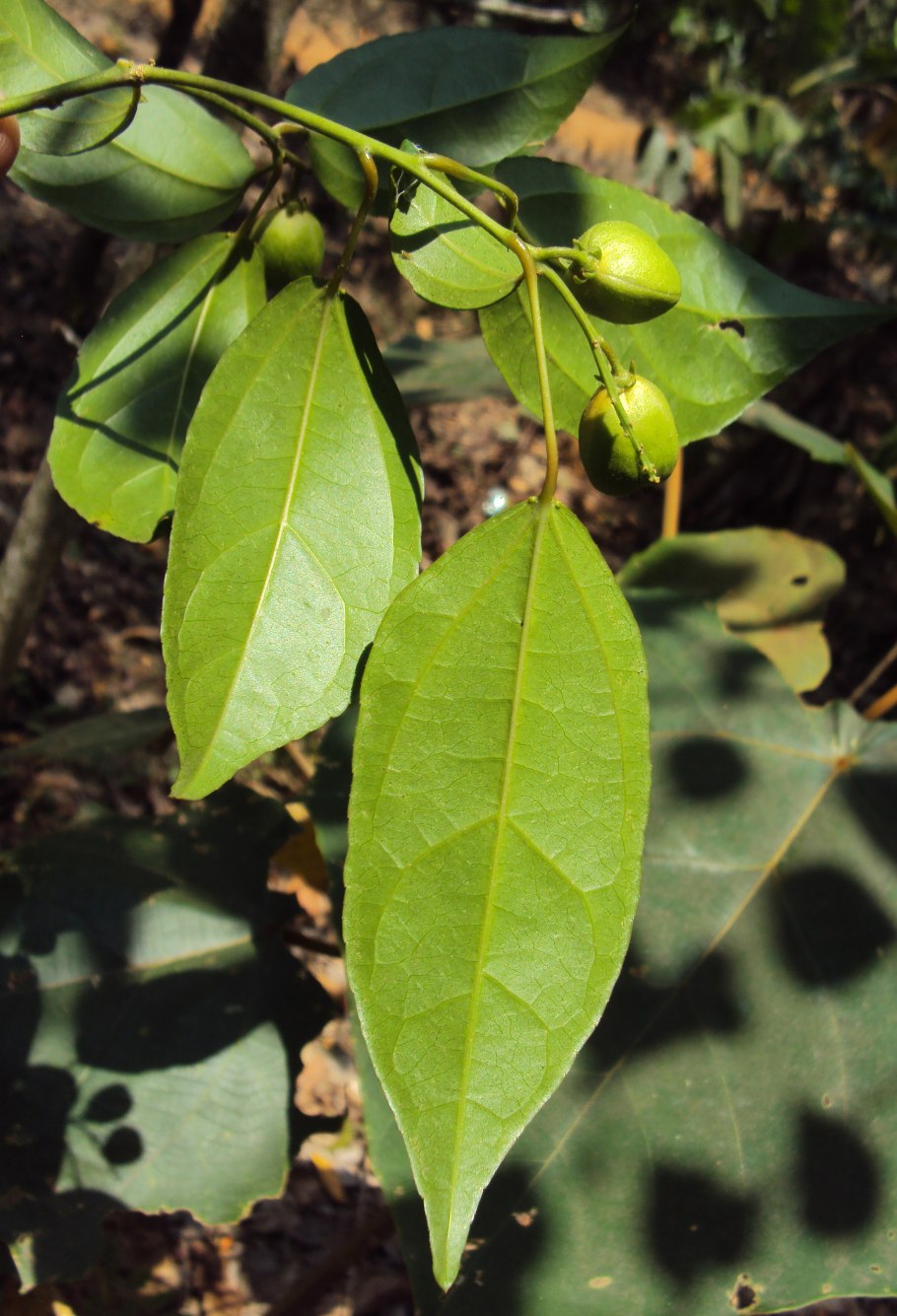 Кротон тиглиум