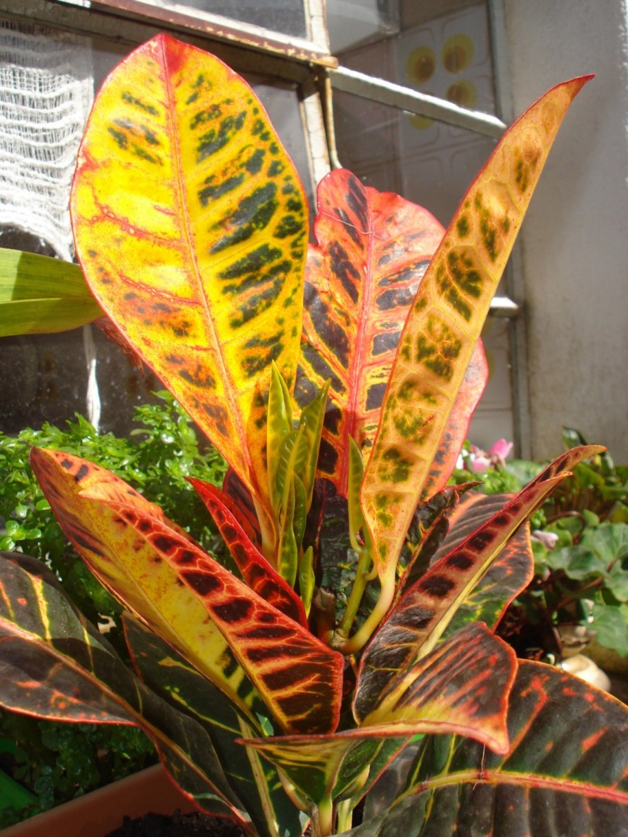 Croton tiglium (кротоновое масло из семян)