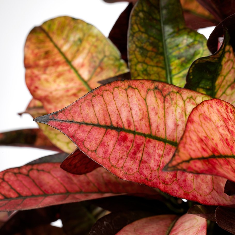 Блэк Принс Кротон