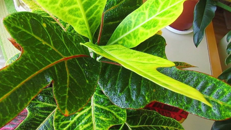 Кротон Экселент