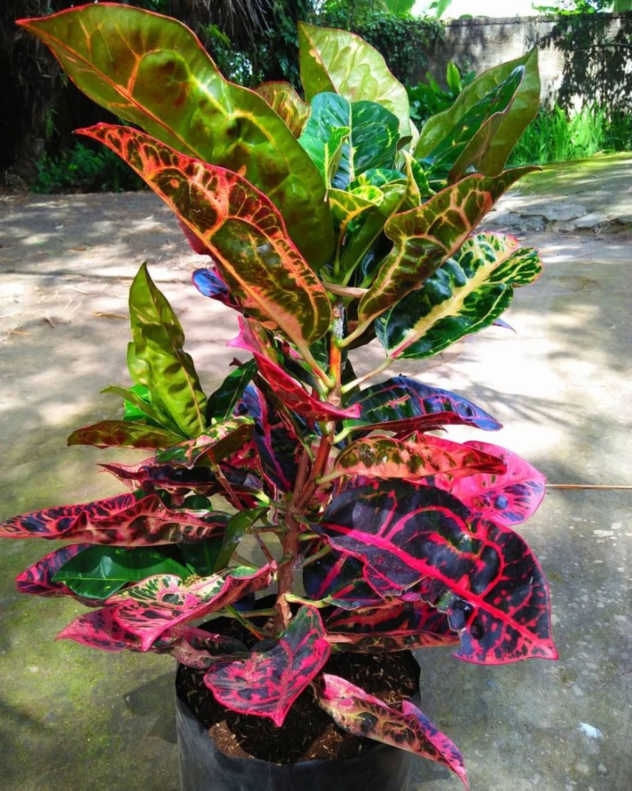 Спацифилум куст Мидл зелёный (sensitive Botanic)