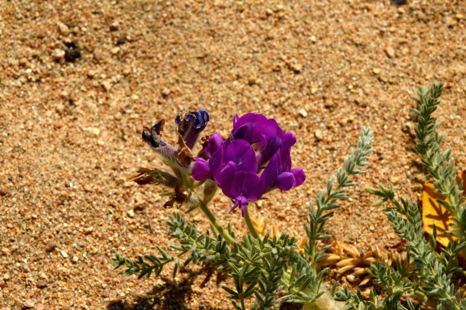 Валериана клубненосная (Valeriana tuberosa)