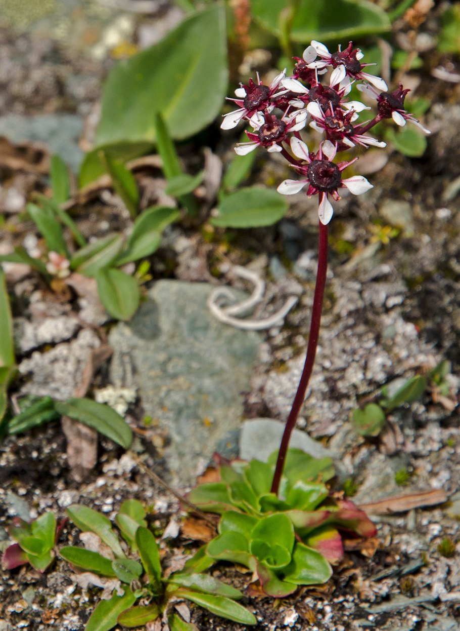 Валериана клубненосная