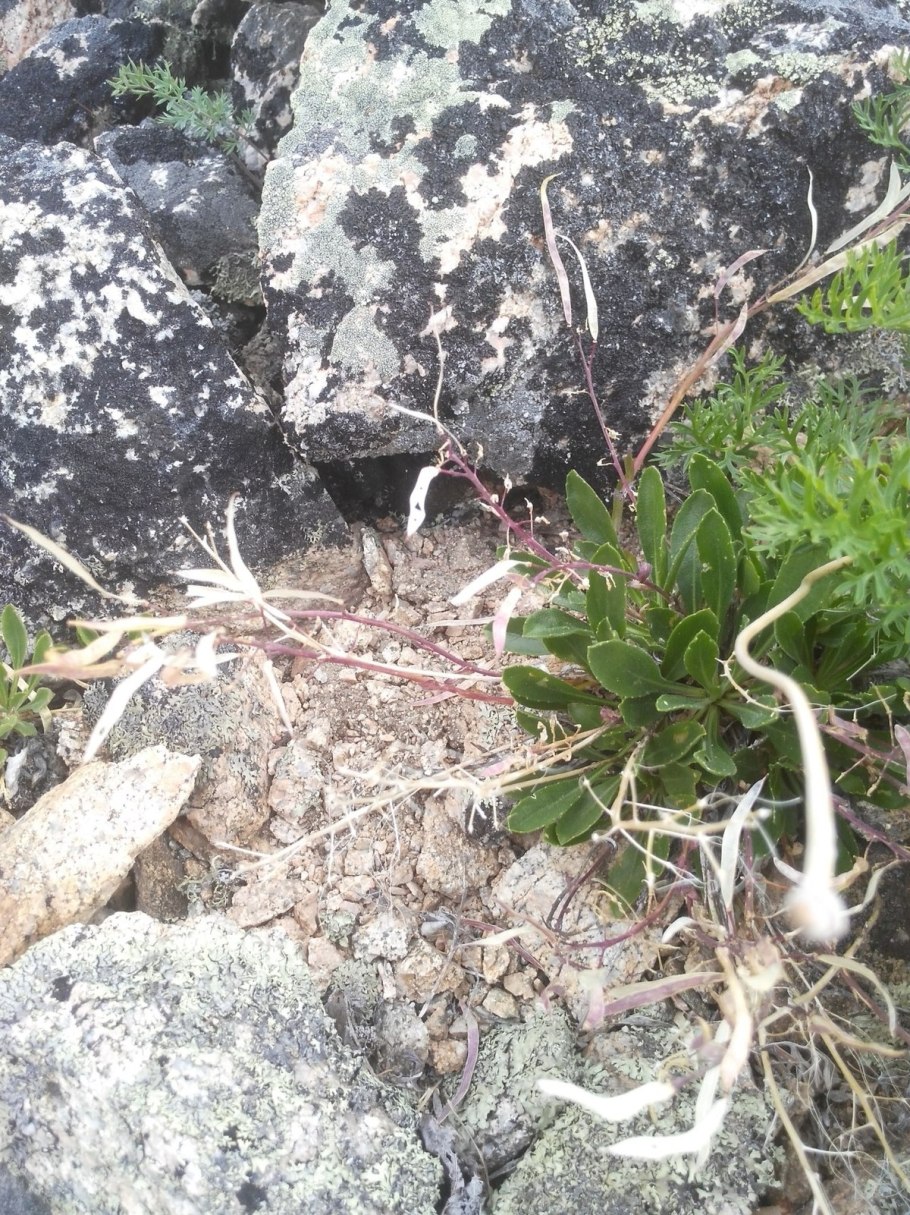 Остролодочник Палласа