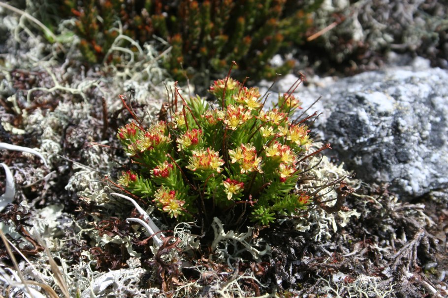 Бородиния крупнолистная