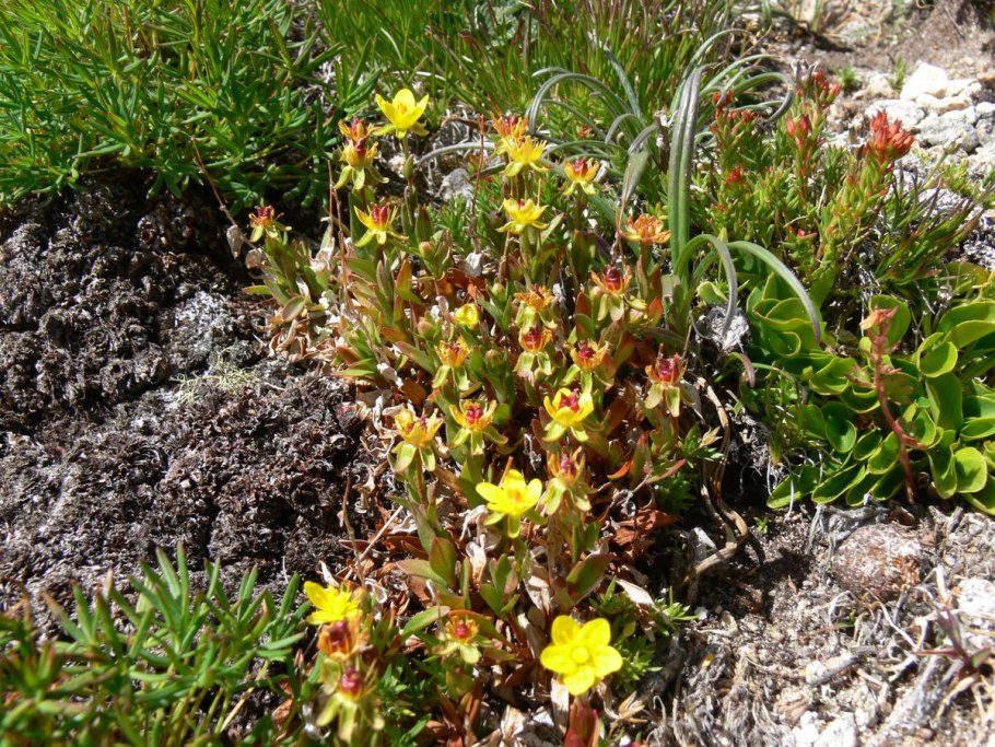 Бородиния Байкальская