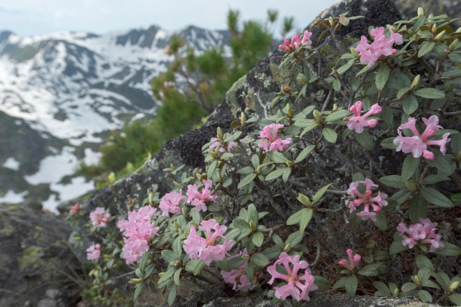 Валериана клубненосная (Valeriana tuberosa l.)