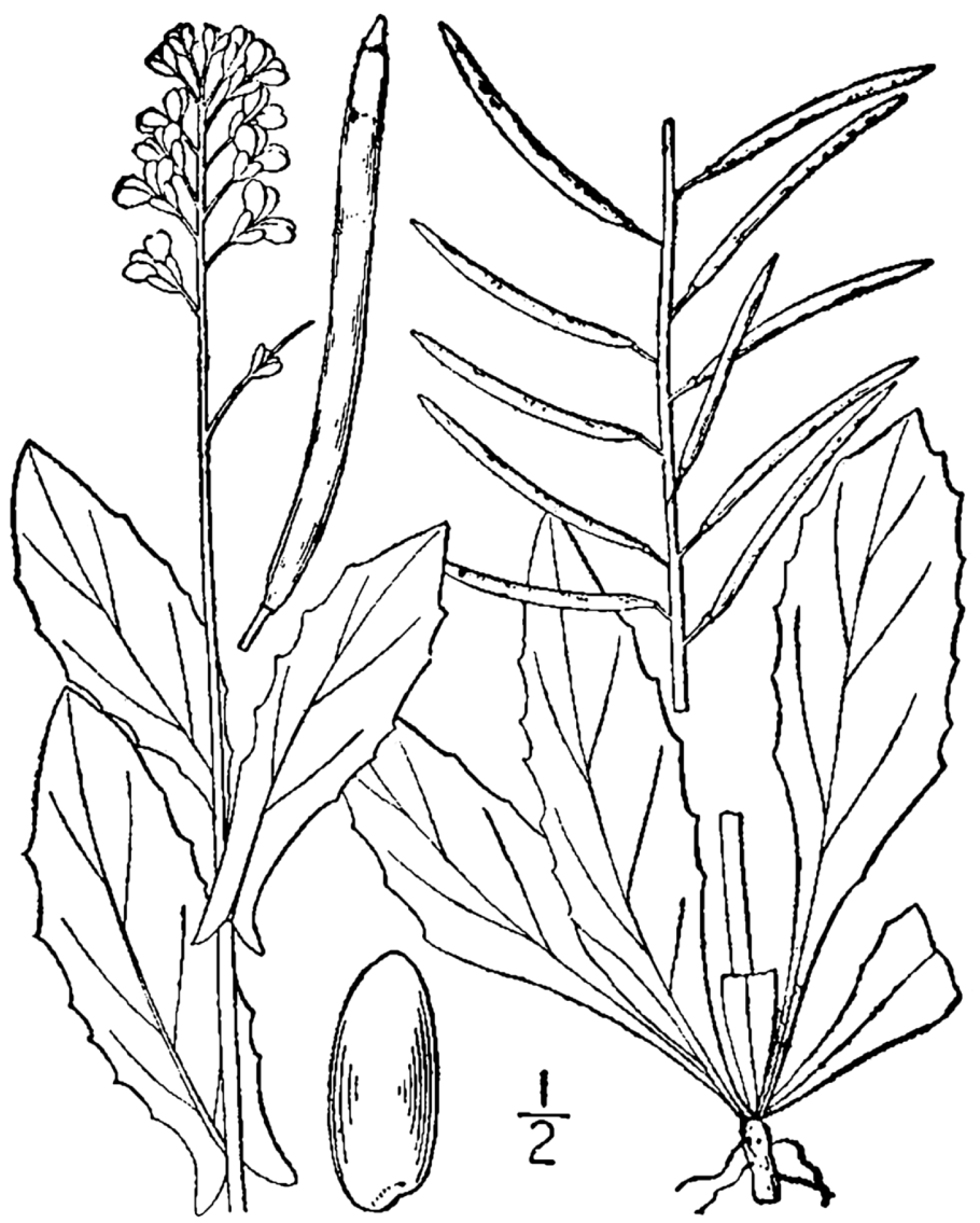 Бородиния Байкальская