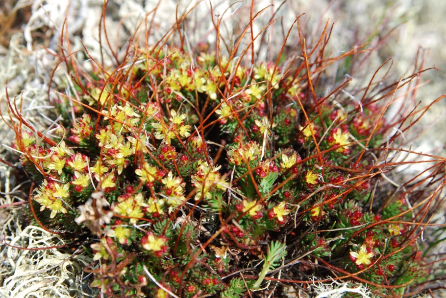 Бородиния Байкальская