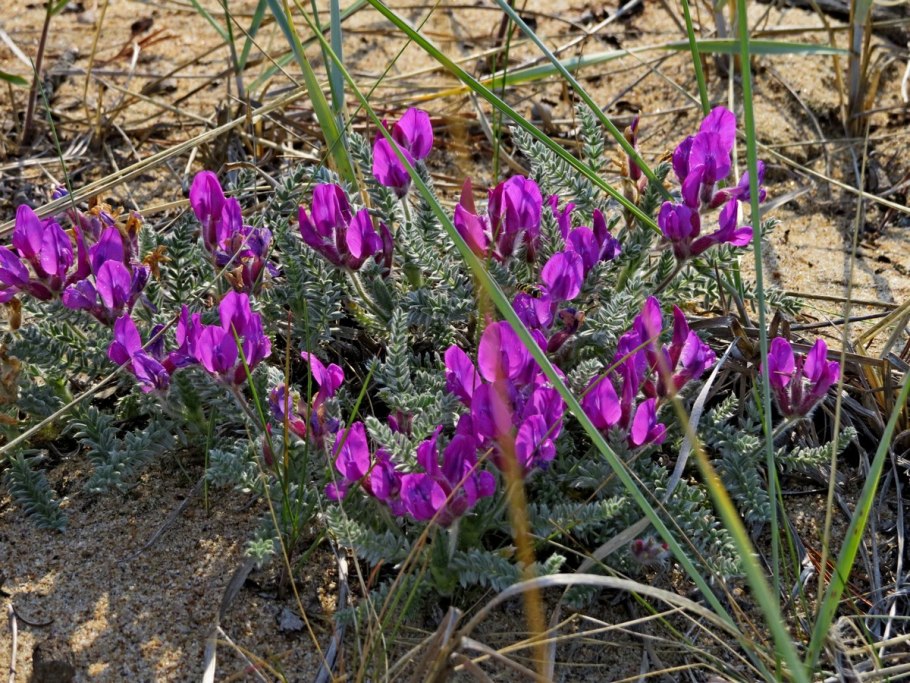 Dianthus Forged диски