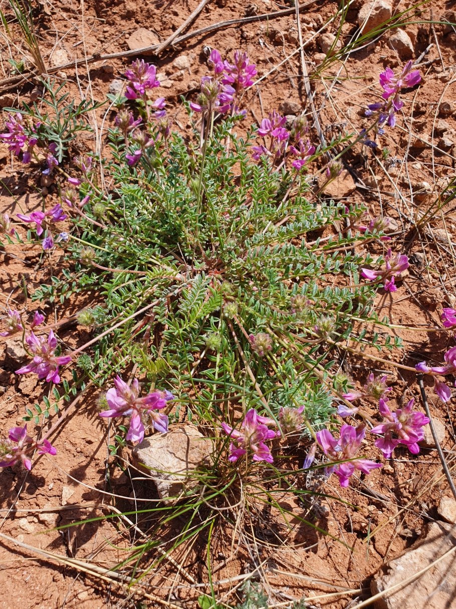 Саранки на Байкале