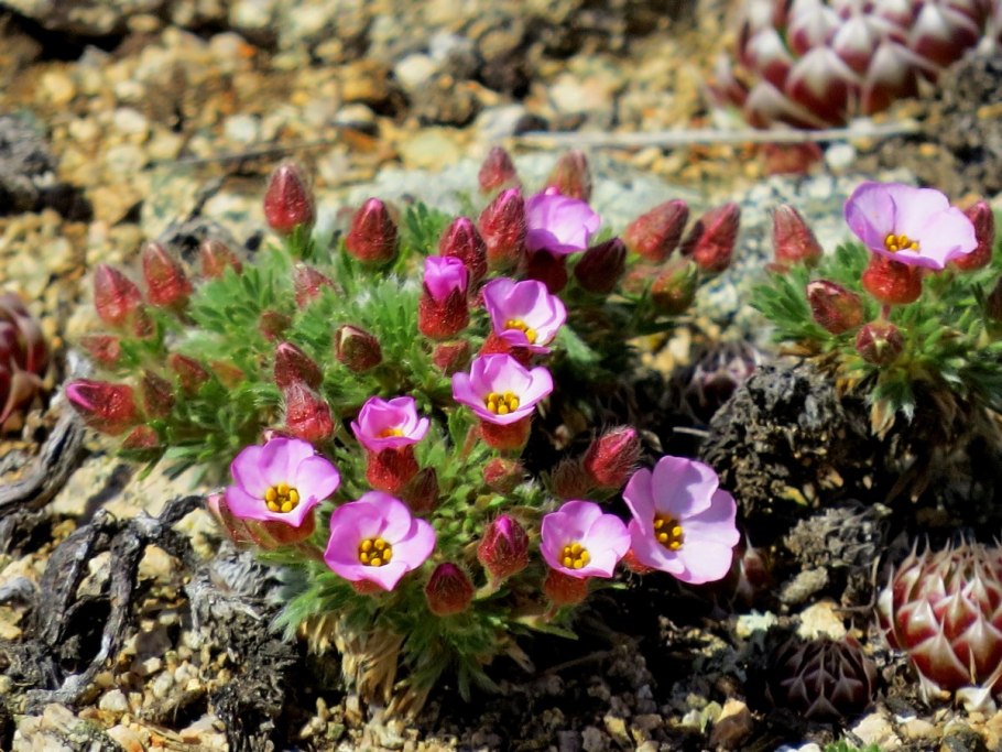 Горец Аянский