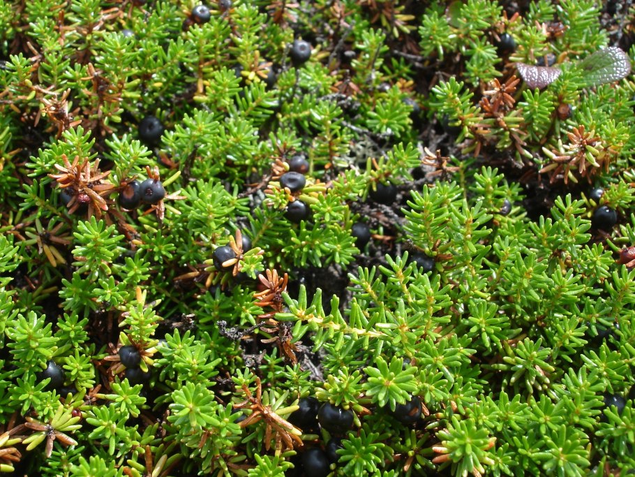 Камнеломка Алтайская