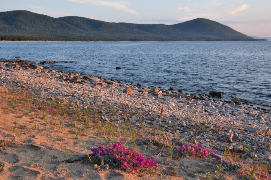 Остролодочник Палласа