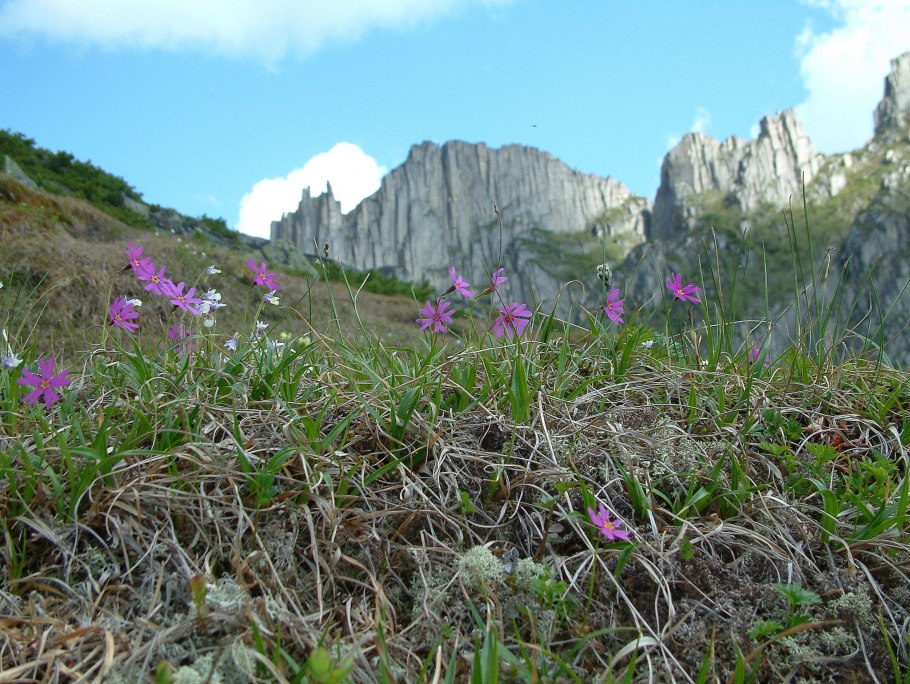 Камнеломка Saxifraga “Black Rubi”