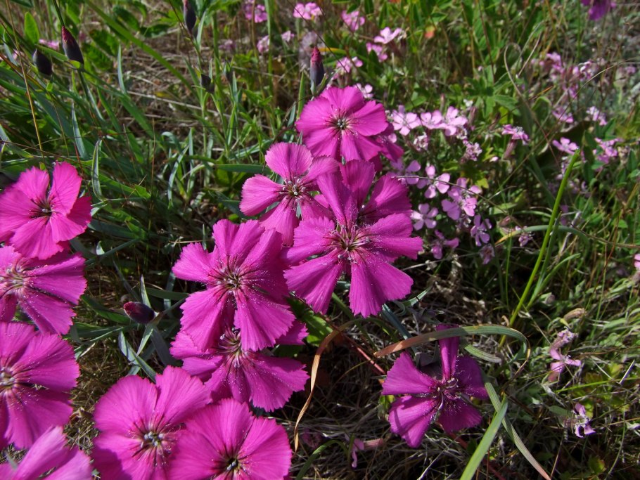 Валериана клубненосная (Valeriana tuberosa l.)