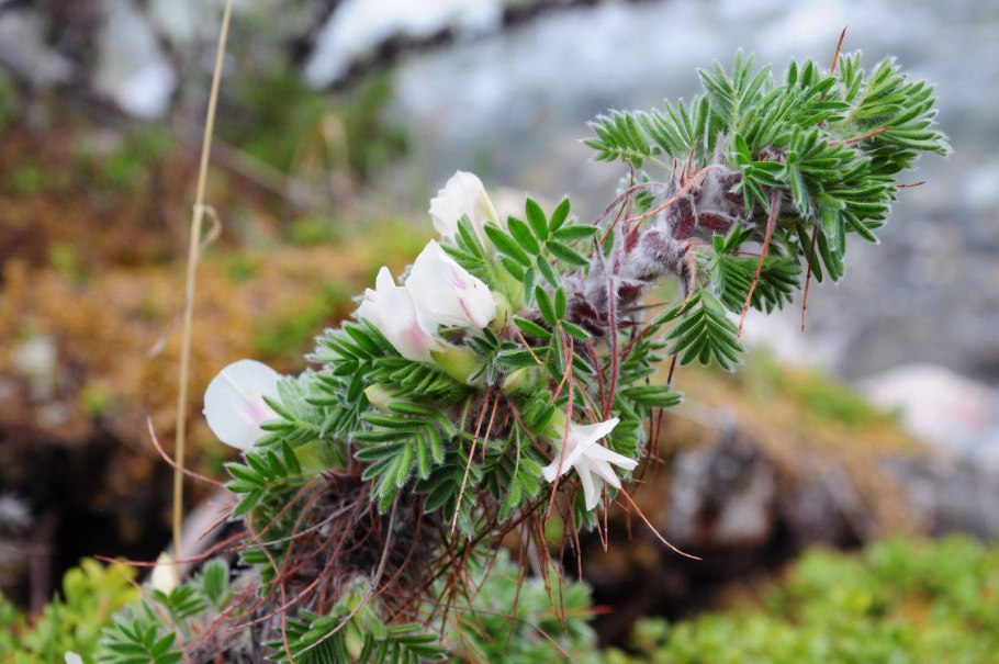 Баргузинский заповедник растения