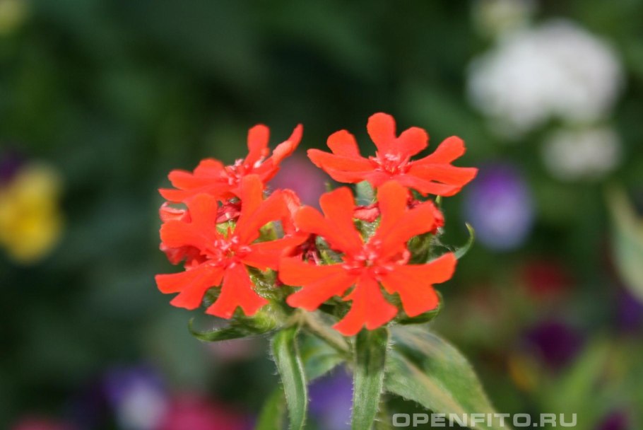 Буреинский заповедник Медвежье