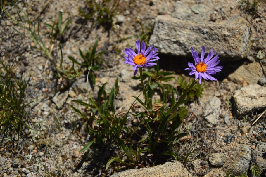 Кавказский первоцвет конкурс