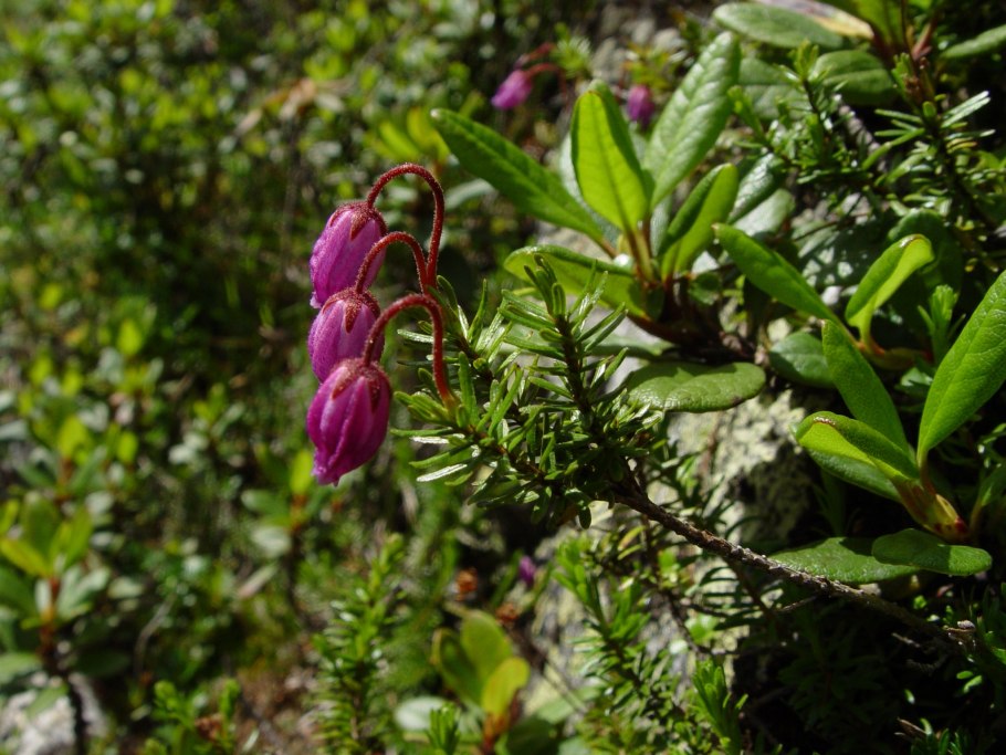 Астрагал копеечник Остролодочник