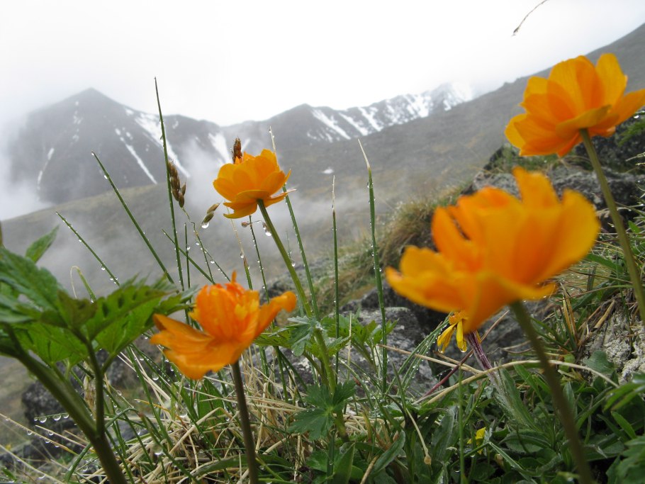 Зорька Аянская