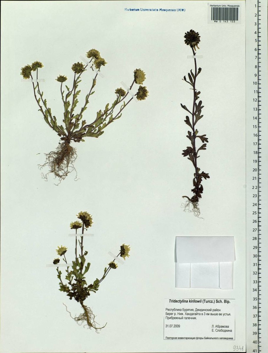 Растения растущие в Хабаровске