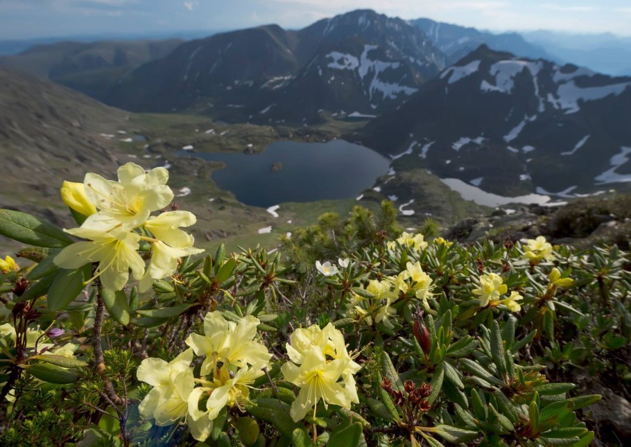 Буреинский заповедник растения Флора