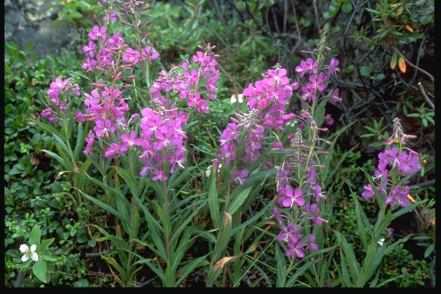 Туя микробиота